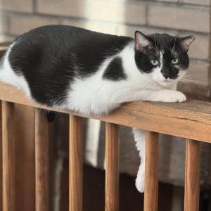 Image of Lupin, Lost Cat