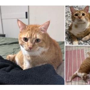 Lost Cat SAMMY