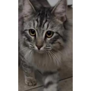 Image of Unknown, Found Cat