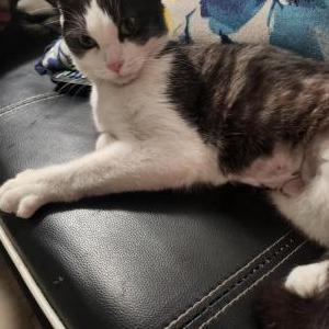 Lost Cat Freya