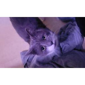 Image of Unknown, Found Cat