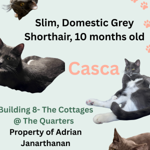 Image of Casca, Lost Cat