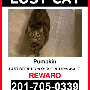 Lost Cat PUMPKIN