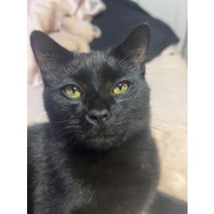 Lost Cat Critter