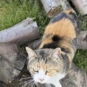Image of Billie, Lost Cat
