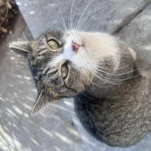 Image of Baby Meow Meow, Lost Cat