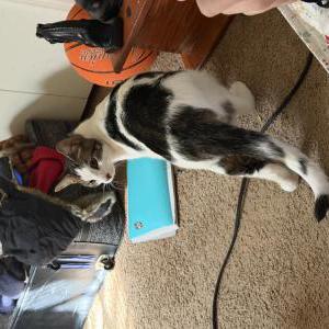 Image of Tostada, Lost Cat