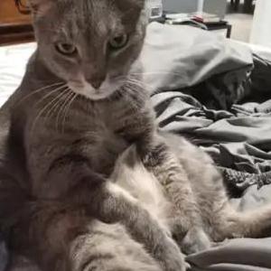 Lost Cat Talulah
