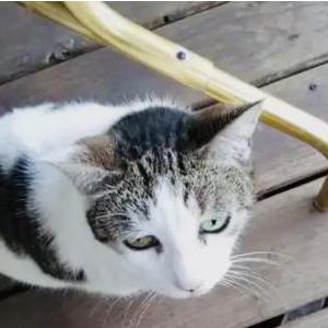 Lost Cat Snookums