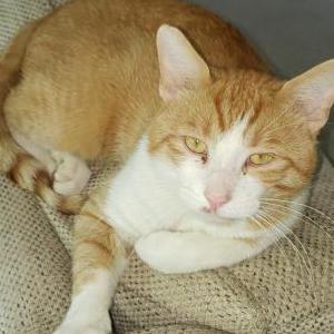 Image of Baa, Lost Cat