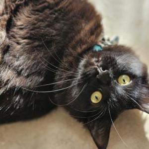 Lost Cat Khon