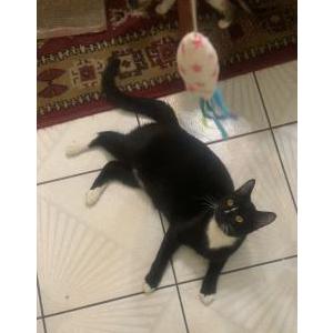 Lost Cat Lucky
