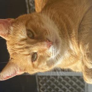 Image of Mono, Lost Cat