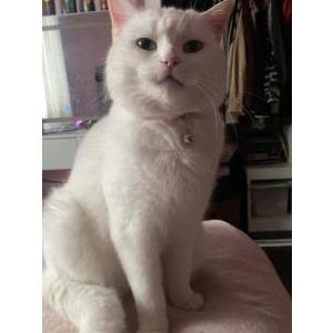 Lost Cat Angel
