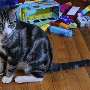 Lost Cat Pedro