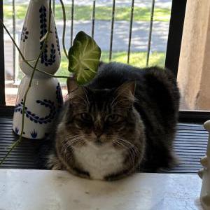 Lost Cat Lola