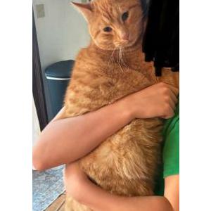 Lost Cat Garfield