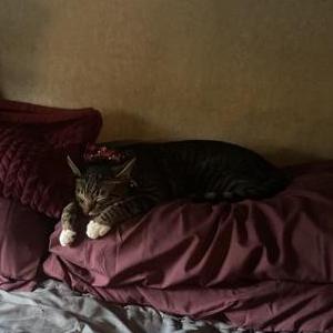 Lost Cat Franklin