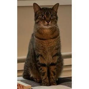 Lost Cat Norman