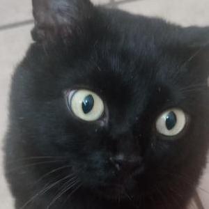 Lost Cat Bagheera