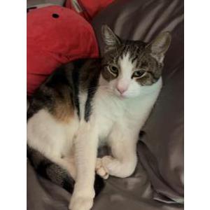 Image of Mooky, Lost Cat