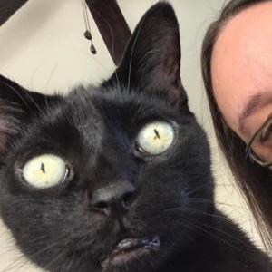 Image of Kelvin, Lost Cat