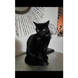 Image of Kit kit, Lost Cat