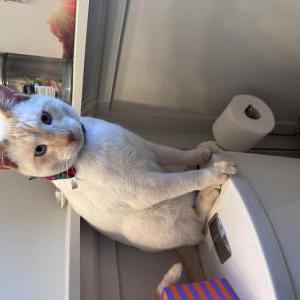 Image of Foxtail, Lost Cat