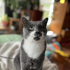Image of Ash, Lost Cat