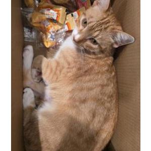Image of Thumbelina, Lost Cat