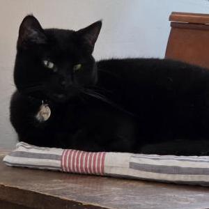 Image of Ebony, Lost Cat