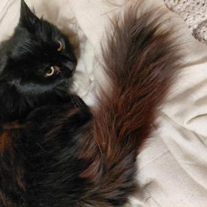 Image of Cordelia, Lost Cat
