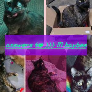 Lost Cat Lil baybee