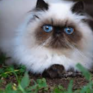 Image of World Crusher, Lost Cat