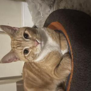 Lost Cat Kiko