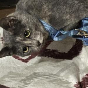 Lost Cat Pudding