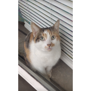 Image of Luna, Lost Cat