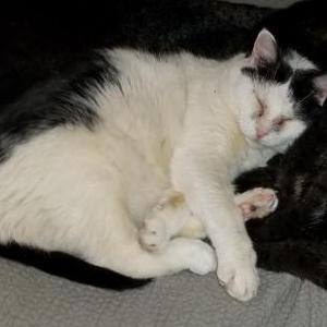 Image of Bug, Lost Cat