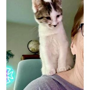 Lost Cat Patch