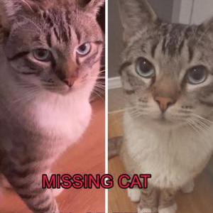 Image of Max, Lost Cat