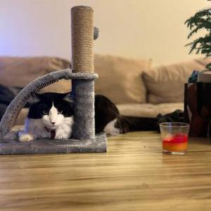 Lost Cat Smoothie