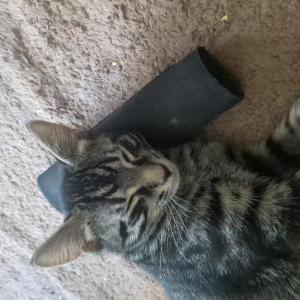 Image of Espresso, Lost Cat