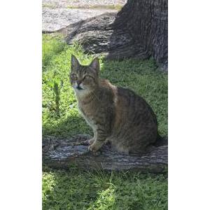 Lost Cat Sasha