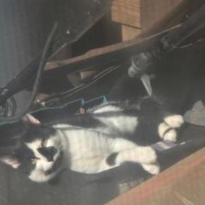 Found Cat Unknown