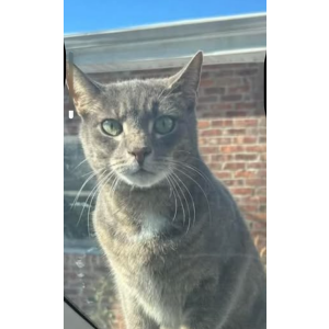 Lost Cat Leo
