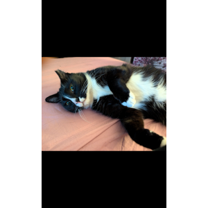 Lost Cat OSCAR