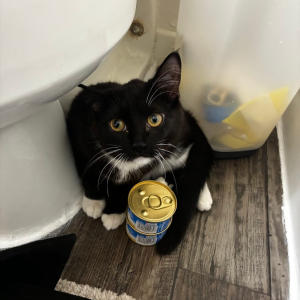 Found Cat unknown