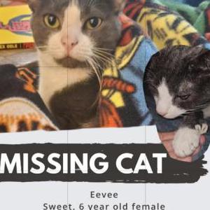 Lost Cat Eevee