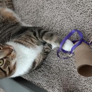 Lost Cat Andrew Tuna