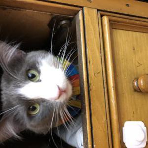 Lost Cat Oliver, microchipped
